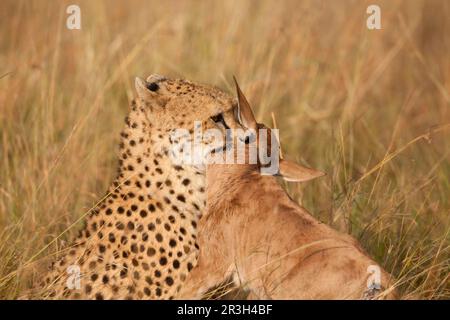 Cheetah (Acinonyx jubatus) adulte, tuant le veau sassby (Damaliscus lunatus), tenant la proie par la gorge, Masai Mara, Kenya Banque D'Images