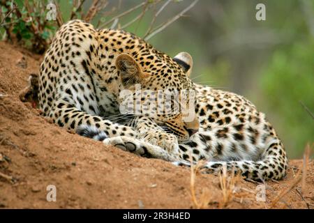 Léopards africains à niche (Panthera pardus), prédateurs, mammifères, animaux, léopard femelle adulte, Dormir sur la terre termite, jeu de sable de Sabi Banque D'Images