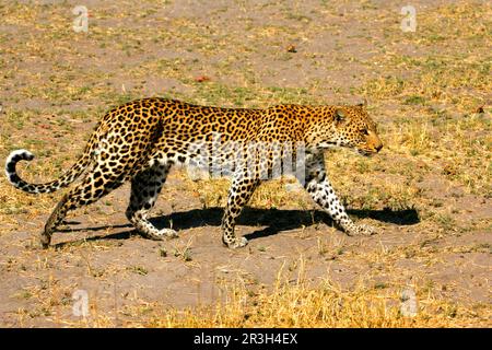 Léopards de niche de léopard africain (Panthera pardus), prédateurs, mammifères, animaux, léopard femelle marchant pendant la journée, delta d'Okavango, Botswana Banque D'Images
