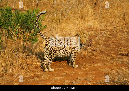 Léopards de niche africains (Panthera pardus), prédateurs, mammifères, animaux, territoire de marquage des parfums mâles du léopard, jeu de sable de Sabi Banque D'Images