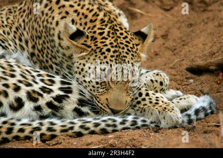 Léopards de niche de léopard africain (Panthera pardus), prédateurs, mammifères, animaux, léopard jeune femelle, Sleeping, Sabi Sand Game Reserve, Afrique du Sud Banque D'Images
