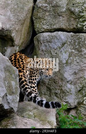 Léopard d'Amur, léopards d'amur (Panthera pardus orientalis), grands chats, prédateurs, mammifères, animaux, Amur léopard jeune parmi les roches Banque D'Images