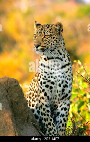 Léopards de niche de léopard africain (Panthera pardus), prédateurs, mammifères, animaux, léopard femelle adulte, Alert, Sabi Sand Game Reserve, Afrique du Sud Banque D'Images