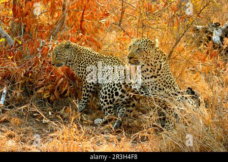 Léopards de niche de léopard africain (Panthera pardus), prédateurs, mammifères, animaux, Leopard femelle invitant territorial mâle à s'accoupler, Sabi Sand Game Banque D'Images