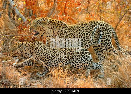 Léopards de niche de léopard africain (Panthera pardus), prédateurs, mammifères, animaux, paire d'accouplement de léopard, Réserve de sable Sabi, Afrique du Sud Banque D'Images