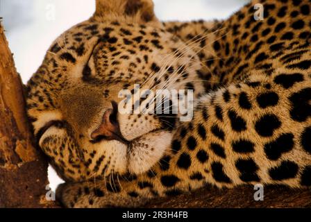 Léopards de niche de léopard africain (Panthera pardus), prédateurs, mammifères, animaux, léopard dormant Banque D'Images