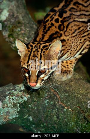 Ocelot, ocelots (Felis pardalis) chats de proie, prédateurs, mammifères, animaux, Ocelot sur branche d'arbre FL007726 (S) Banque D'Images