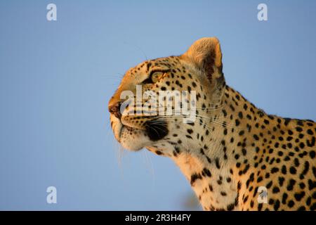 Léopards de niche de léopard africain (Panthera pardus), prédateurs, mammifères, animaux, Leopard femelle, Gros plan de Head, Okavango, Botswana Banque D'Images