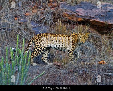 Léopard indien, léopards indien (Panthera pardus fusca), prédateurs, mammifères, animaux, léopard indien adulte, Marche sur la falaise rocheuse, Ranthambhore Banque D'Images