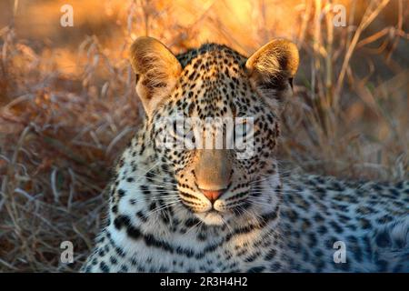 Léopards de niche de léopard africain (Panthera pardus), prédateurs, mammifères, animaux, léopard cub, Huit mois, gros plan de la tête, Sabi Sand Game Banque D'Images