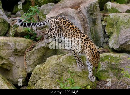 Léopard d'Amur, léopards d'amur (Panthera pardus orientalis), grands chats, prédateurs, mammifères, animaux, Amur léopard jeune marchant sur des rochers Banque D'Images