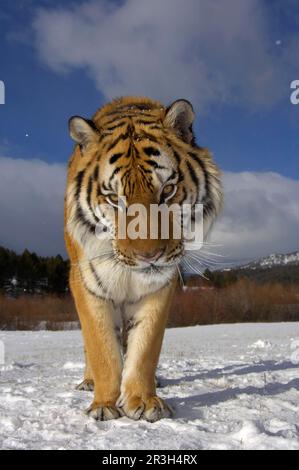 Tigre de Sibérie (Panthera tigris altaica), tigre de Sibérie, tigre d'Amour, tigre, gros chats, Prédateurs, mammifères, animaux, tigre de Sibérie adulte, gros plan Banque D'Images