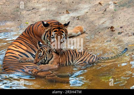 Tigre de Malaisie, tigre de Malaisie (Panthera tigris jacksoni), tigre de malaisie, tigre de Jackson, tigre de Malaisie, tigre de Malaisie, tigre, Prédateurs, mammifères, animaux, malais Banque D'Images