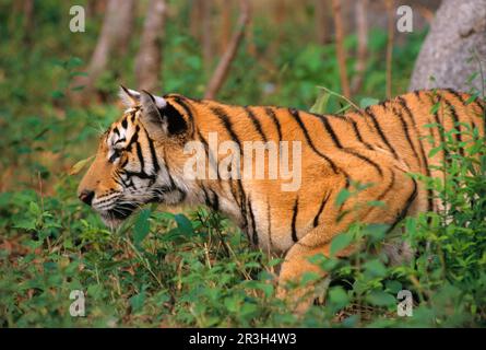 Tigre indochois (Panthera tigris corbetti), Tigre Hind-Indien, Tigre Corbett, Tigres Indo-chinois, Tigres Hind-Indien, Chats prédateurs, prédateurs Banque D'Images