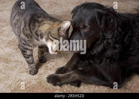 Chat domestique et chien mixte, donner la tête, vieux chien Banque D'Images