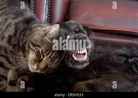 Chat domestique et chien mixte, donner la tête, vieux chien Banque D'Images