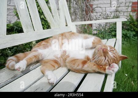 Chat domestique, gingembre et tabby blanc, adulte, roulant sur banc de jardin, Angleterre, Royaume-Uni Banque D'Images