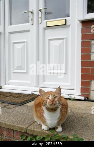 Chat domestique, gingembre et tabby blanc, adulte, assis à côté des portes de la maison, Angleterre, Royaume-Uni Banque D'Images