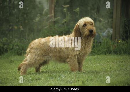 Chien domestique, Basset Fauve de Bretagne (France) (chien parfumé) debout sur l'herbe Banque D'Images