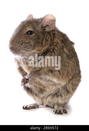 Dégus Octodon Degu (adultes), debout sur ses pattes Banque D'Images