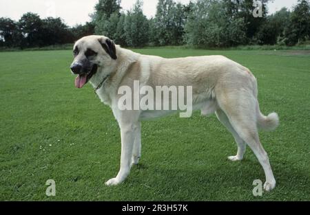 Chien domestique, 'Karabash' anatolien debout sur l'herbe, panting, grand chien de berger turc Banque D'Images