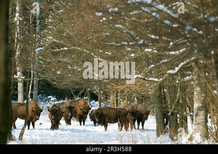 Troupeau de bisons européens (Bison bonasus) vivant dans un habitat forestier recouvert de neige, Bialowieza N. P. Podlaskie Voivodeship, Pologne Banque D'Images