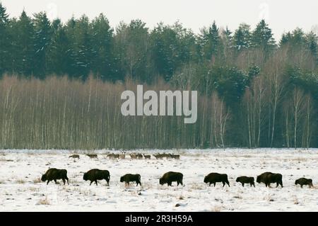 Troupeau de bisons européens (Bison bonasus), avec le troupeau de cerfs rouges (Cervus elaphus) en arrière-plan, marchant à travers le champ enneigé de Bialowieza Banque D'Images