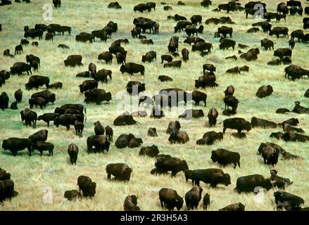 North American Bison (Bison bison) Herd, Custer Park, Dakota du Sud (U.) S. A. Banque D'Images