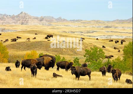 Troupeau de bisons nord-américains (Bos bison) dans l'habitat des prairies, Sage Creek Wilderness, Badlands N. P. Dakota du Sud (U.) S. A. Banque D'Images