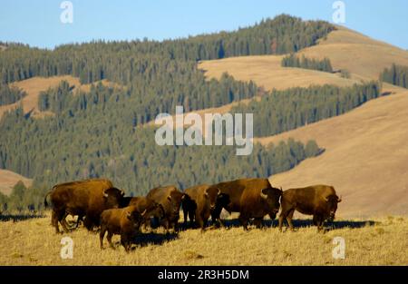 Bison nord-américaine (Bos bison) Herd in habitat, Yellowstone N. P. (U.) S. A. Banque D'Images