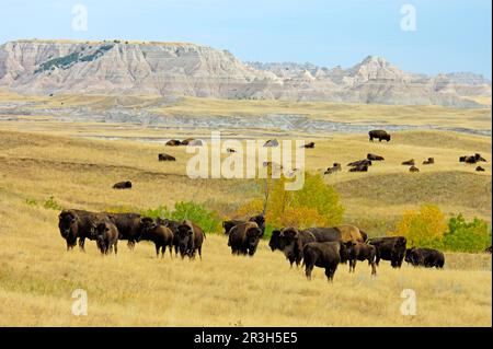 Troupeau de bisons nord-américains (Bos bison) dans l'habitat des prairies, Sage Creek Wilderness, Badlands N. P. Dakota du Sud (U.) S. A. Banque D'Images