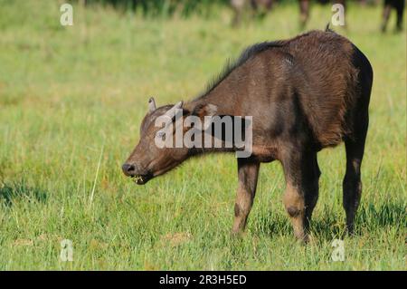 Buffle africain (Syncerus caffer), buffle, buffle, ongulés, mammifères, Animaux veau de buffle, pâturage, alimentation en pâturage, île de Chief, Okavango Banque D'Images