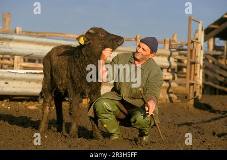 Bubalus arnee F. bubalis, buffle d'eau, buffle d'eau asiatique (Bubalus arnee) Buffalo, ongulés, ongulés à bout égal, bovins, mammifères, Animaux, Domest Banque D'Images