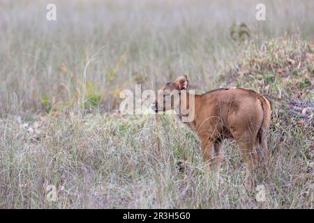 Gaur (Bos gaurus) jeune, debout dans l'herbe, Kanha N. P. Madhya Pradesh, Inde Banque D'Images