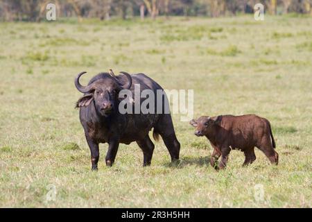 Buffle africain (Syncerus caffer), femelle adulte avec veau, assise sur son dos, un boeutard à bec rouge (Buphagus erythrorhynchus), debout dans le Banque D'Images