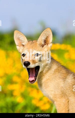 Coyote (Canis latrans) petit de deux mois, bâillements, gros plan de la tête (U.) S. A. 2 Monate Banque D'Images