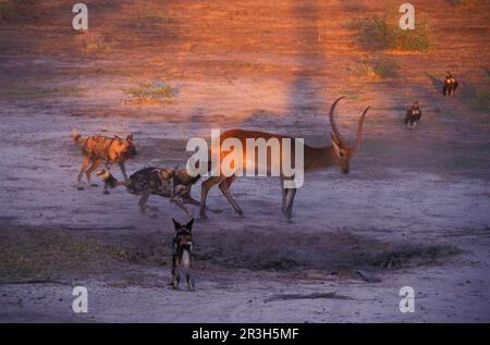 Chien sauvage africain (Lycaon pictus), chiens, prédateurs, mammifères, animaux chiens sauvages adultes et jeunes qui attaquent le méchis rouge (Kobus leche) Banque D'Images