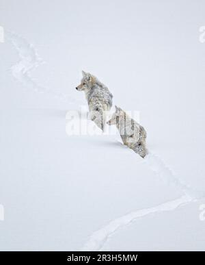 Coyote (Canis latrans) adulte paire, suivant le sentier dans la neige après la tempête de neige, Yellowstone N. P. Wyoming (U.) S. A. Banque D'Images