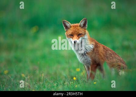 Renard roux (Vulpes vulpes) femelle, Eurasie, Amérique du Nord, Amérique du Nord, sauvage dans le sud de l'Angleterre (S) Banque D'Images