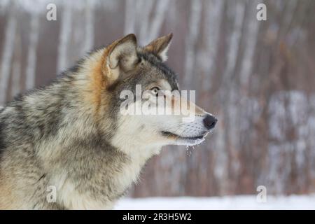 Loup, loups gris (Canis lupus), chien-comme, prédateurs, mammifères, animaux, Loup gris adulte, gros plan de la tête, dans la neige, Minnesota, États-Unis A. janvier Banque D'Images