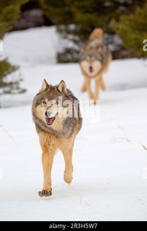 Loup, loups gris (Canis lupus), espèces canines, prédateurs, mammifères, animaux, Grey Wolf adulte paire, course dans la neige, Montana, États-Unis A. janvier Banque D'Images