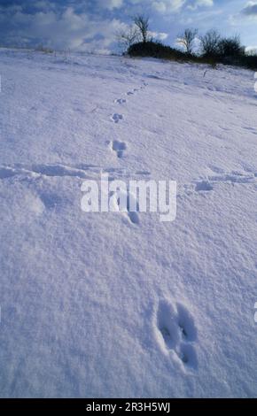 Renard roux, renards rouges (Vulpes vulpes), renard, renards, canines, prédateurs, Mammifères, animaux, le renard rouge pistes dans la neige, Kent, Angleterre, hiver Banque D'Images