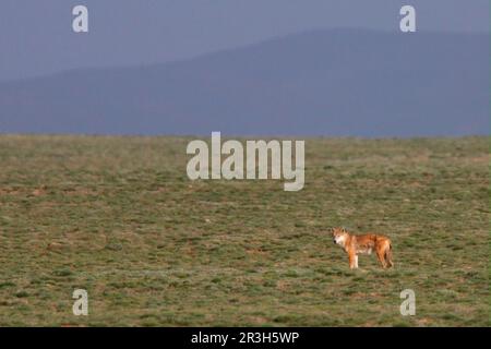 Loup tibétain, loups tibétains, loups tibétains, loups, loups, Chien-comme, prédateurs, mammifères, animaux, loup tibétain (Canis lupus laniger) adulte, debout Banque D'Images