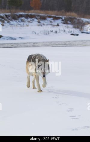 Loup gris adulte (Canis lupus) marchant dans la neige sur les traces d'un autre loup, Minnesota, É.-U. A. janvier (en captivité) Banque D'Images