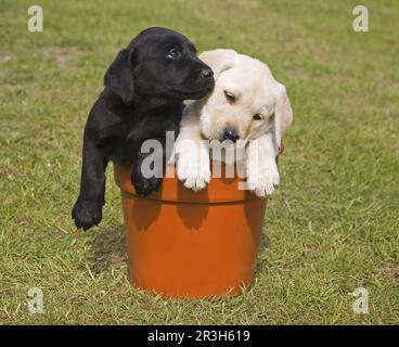Chien domestique, Labrador jaune et Labrador noir, deux chiots, assis dans un pot de fleurs, Angleterre, Royaume-Uni Banque D'Images