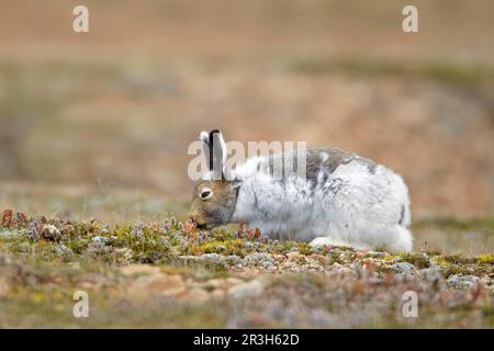 Lièvre arctique américain (Lepus arcticus) adulte, manteau d'hiver muant, se nourrissant de la toundra, Nunavut, Canada Banque D'Images