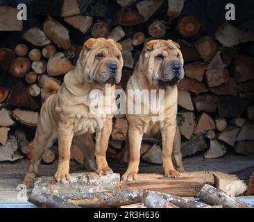 Shar PEIS, chiots Banque D'Images