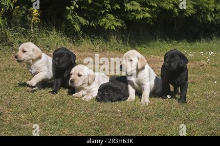 Chien domestique, Labrador jaune et Labrador noir, six chiots, Angleterre, Royaume-Uni Banque D'Images