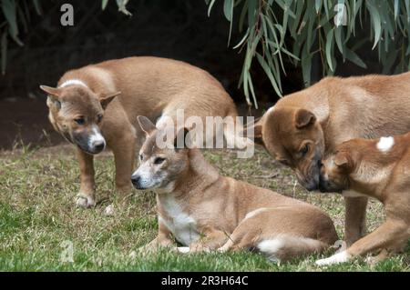 Chien domestique, chien chantant de Nouvelle Guinée (Canis familiaris hallstroma) adulte, en interaction Banque D'Images