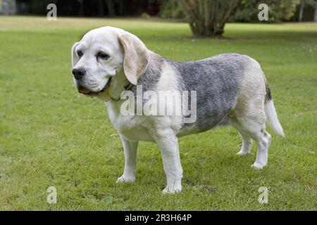 Chien domestique, Beagle, adulte âgé, debout sur la pelouse, Angleterre, Royaume-Uni Banque D'Images
